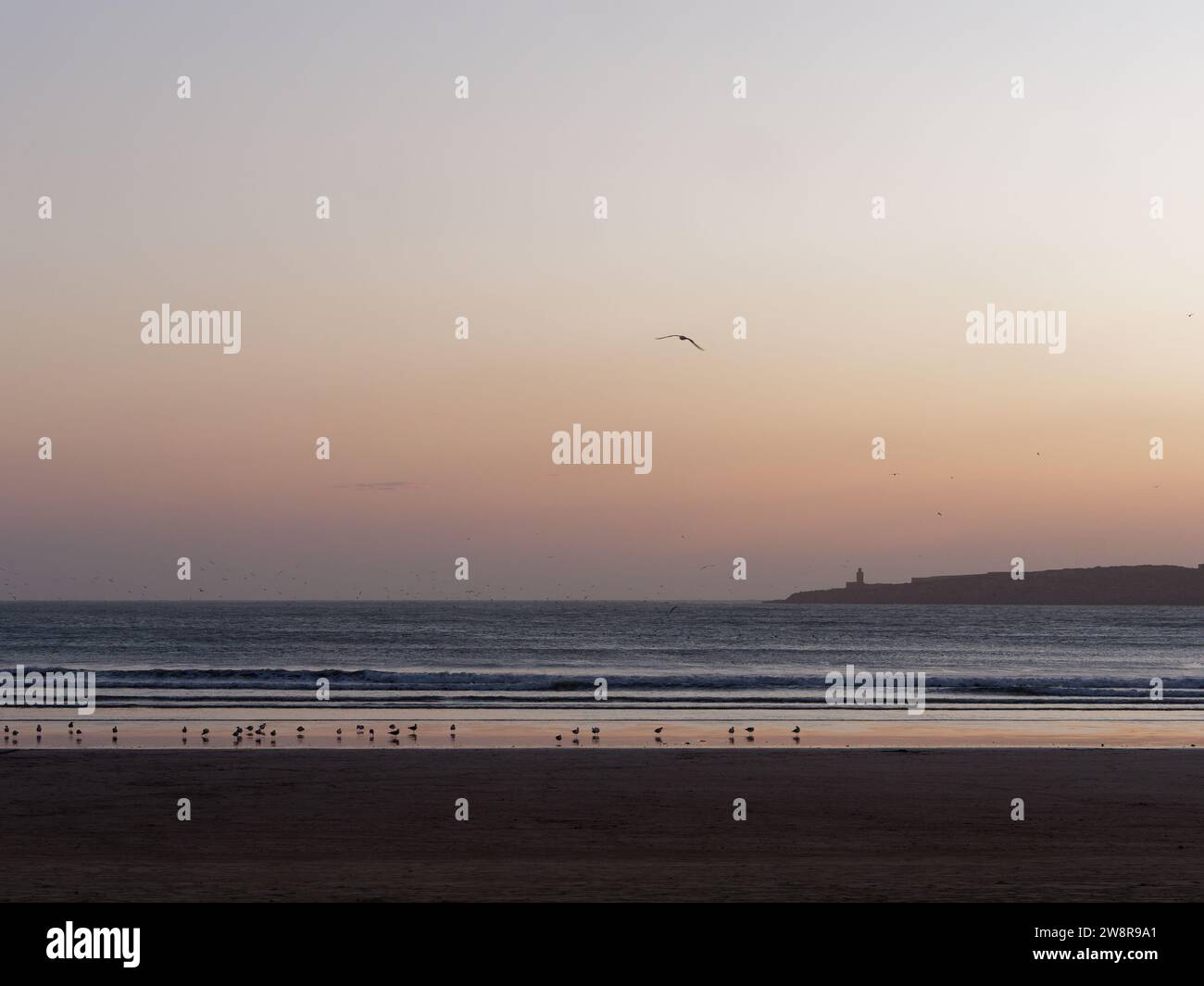 Il gabbiano vola su una spiaggia mentre uccelli più piccoli si siedono sulla riva al tramonto mentre le onde si infrangono, Essaouira "la città ventosa", Marocco. 21 dicembre 2023 Foto Stock