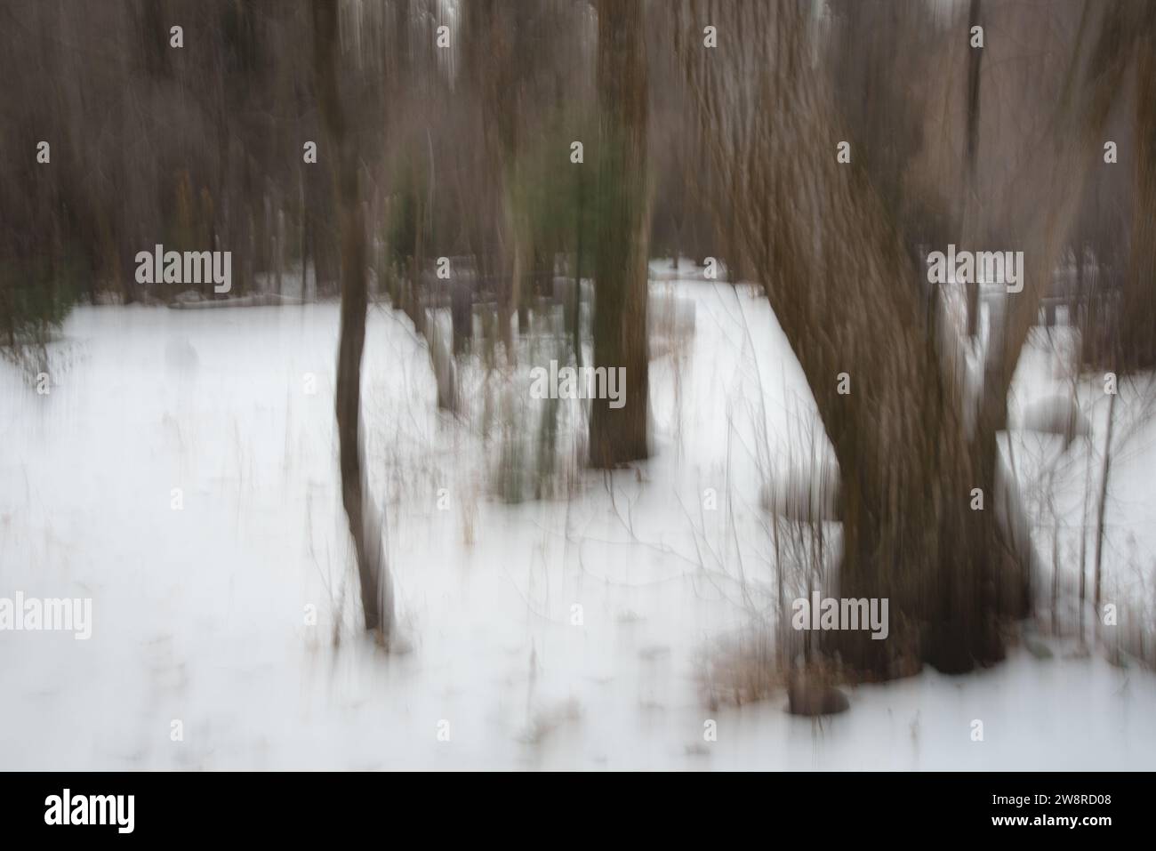 Immagini astratte del paesaggio forestale in inverno. Le immagini pittoriche vengono create utilizzando il movimento verticale o orizzontale della fotocamera durante l'esposizione. Foto Stock