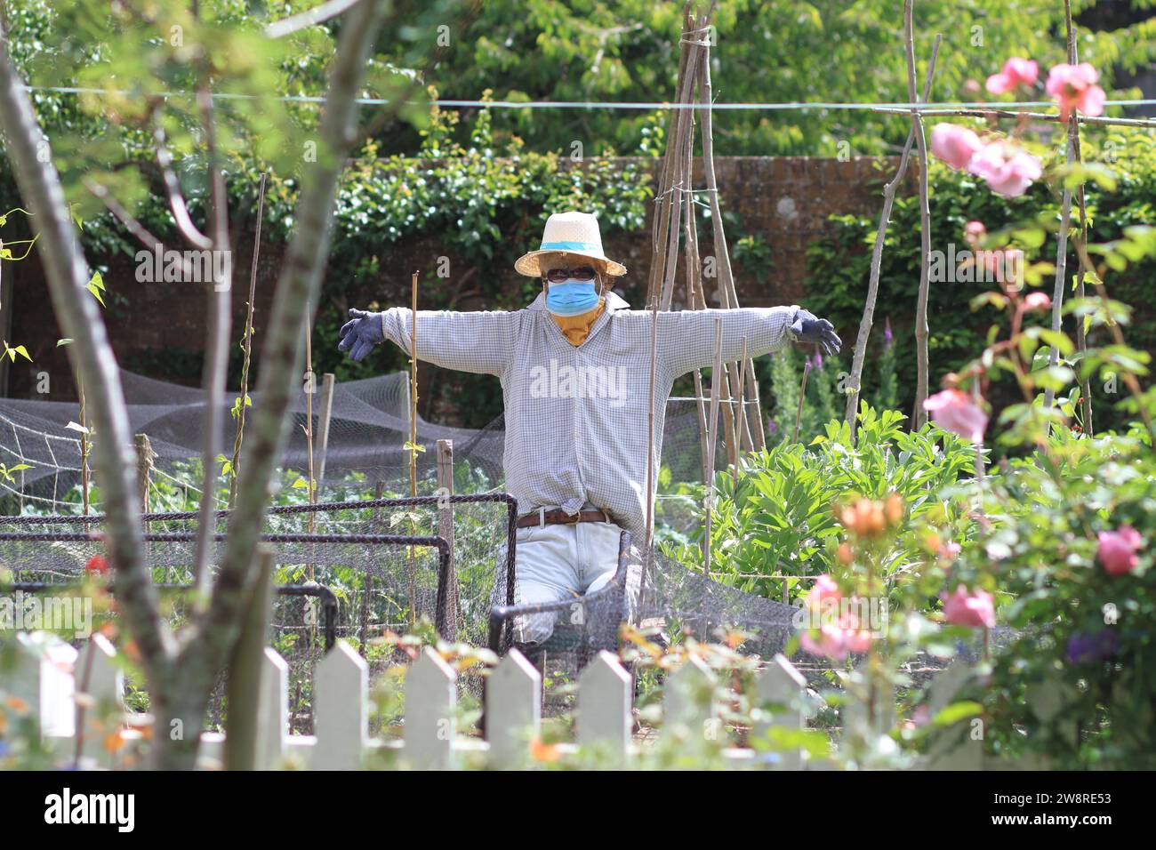 Uno spaventapasseri in un giardino soleggiato, che indossa una maschera medica, un cappello da barca in paglia, bandana, guanti e occhiali da sole Foto Stock
