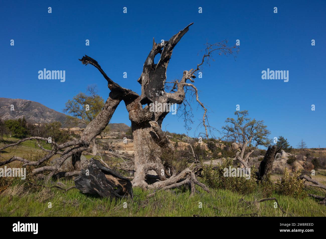 Un albero di quercia morto nella Milpitas Special Interest area della Los Padres National Forest, California Foto Stock