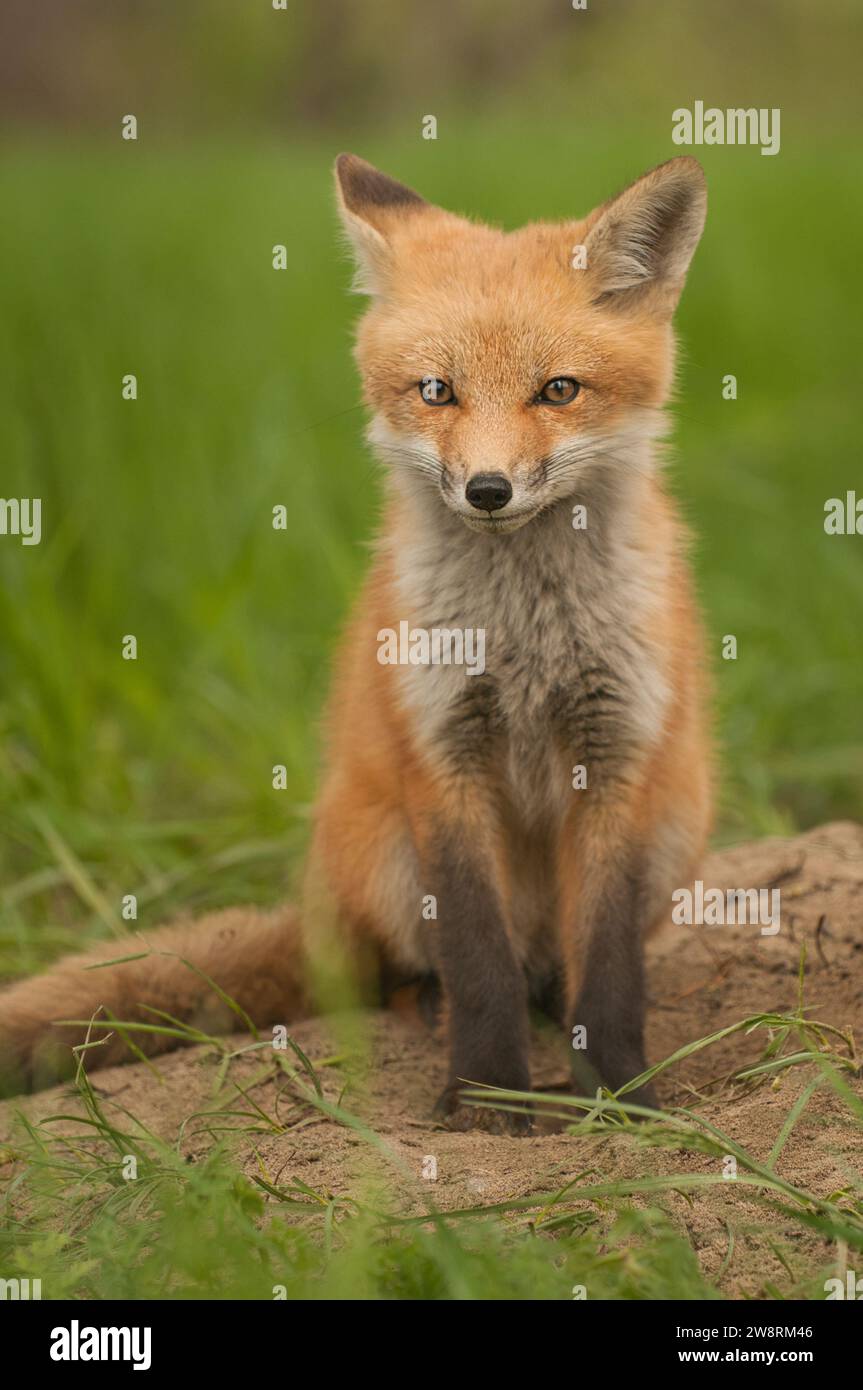 Il giovane Red Fox seduto su una roccia Foto Stock