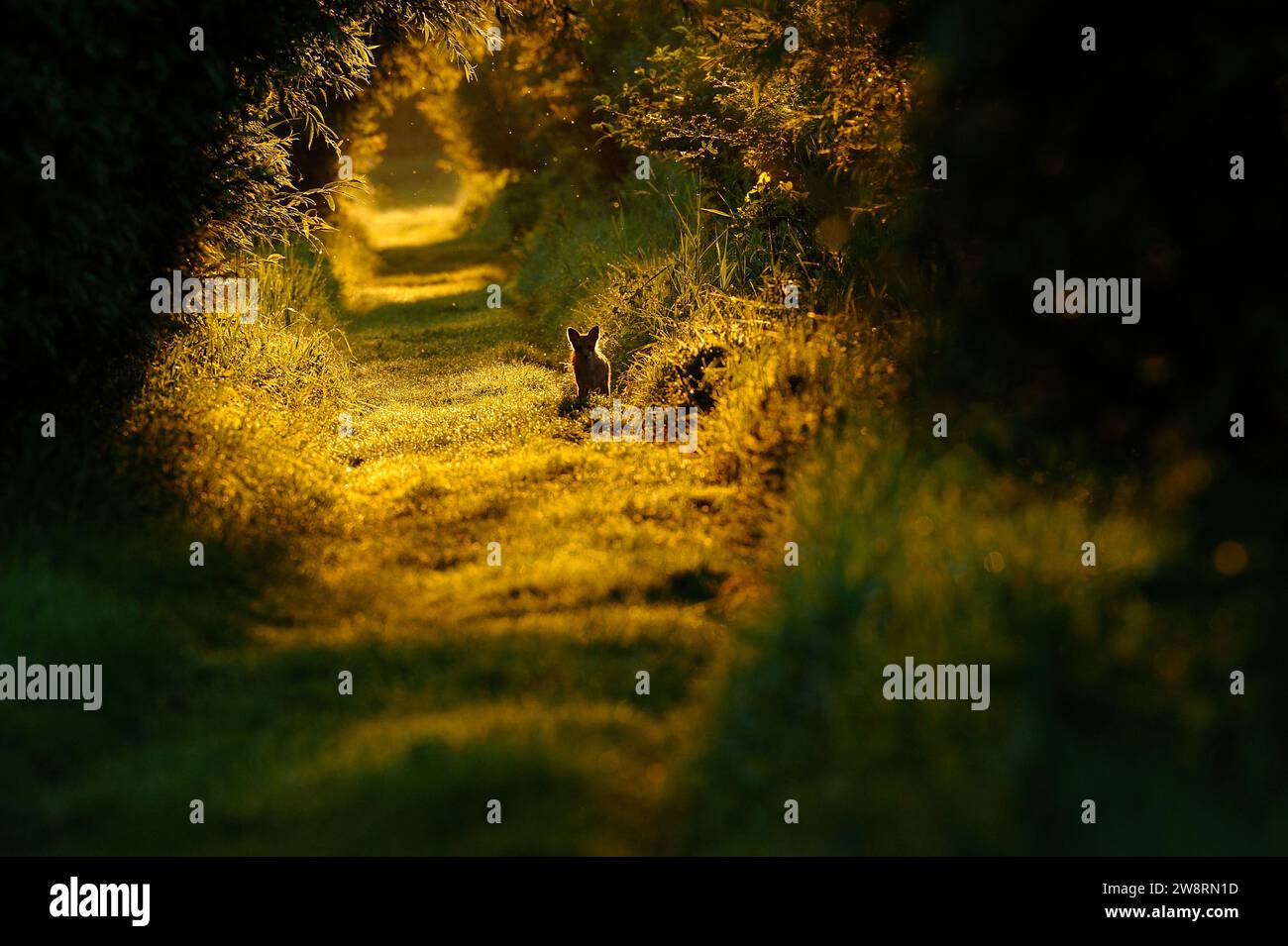 Red Fox in un sentiero al Sunrise Foto Stock