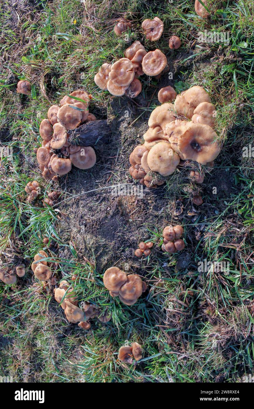 Alcuni piccoli funghi sulle montagne del Valadouro Foto Stock