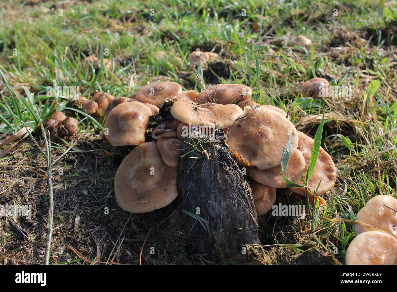 un gruppo di funghi in un prato in montagna Foto Stock