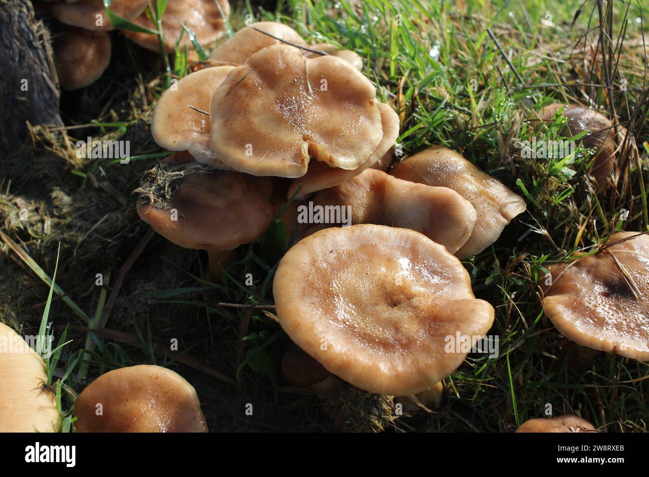 Alcuni funghi che ho trovato in un campo sulle montagne di Vilacampa, in Spagna Foto Stock