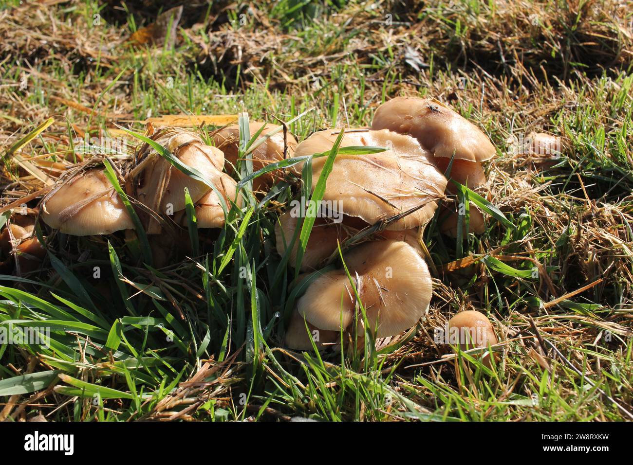 alcuni funghi in un prato in montagna Foto Stock