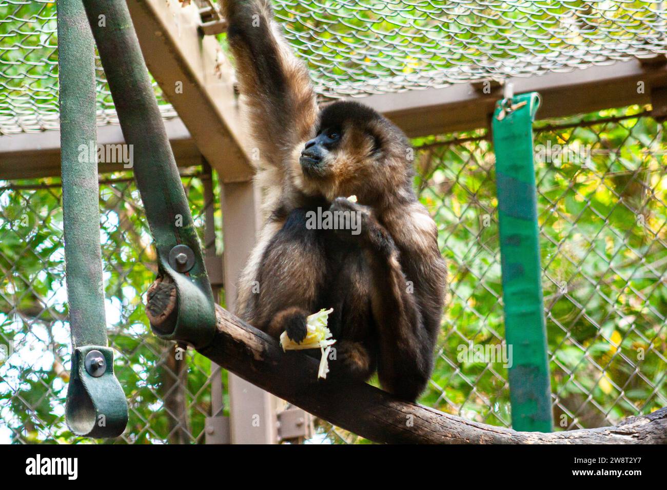 gibbon dalle guance gialle, Nomascus gabriellae Foto Stock