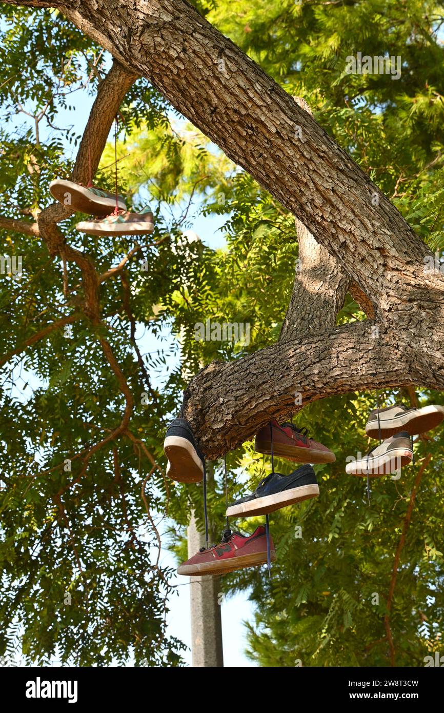 IRVINE, CALIFORNIA - 5 novembre 2023: Pairs of Skate Sneakers Hanging in un albero al stake Park nell'Harvard Community Athletic Park. Foto Stock