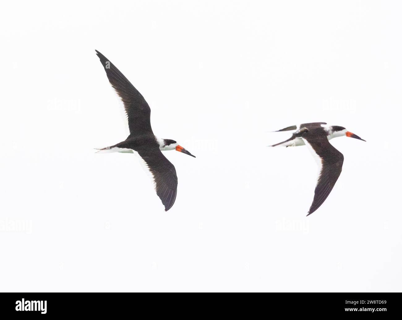 Due Black Skimmer in Flight Foto Stock