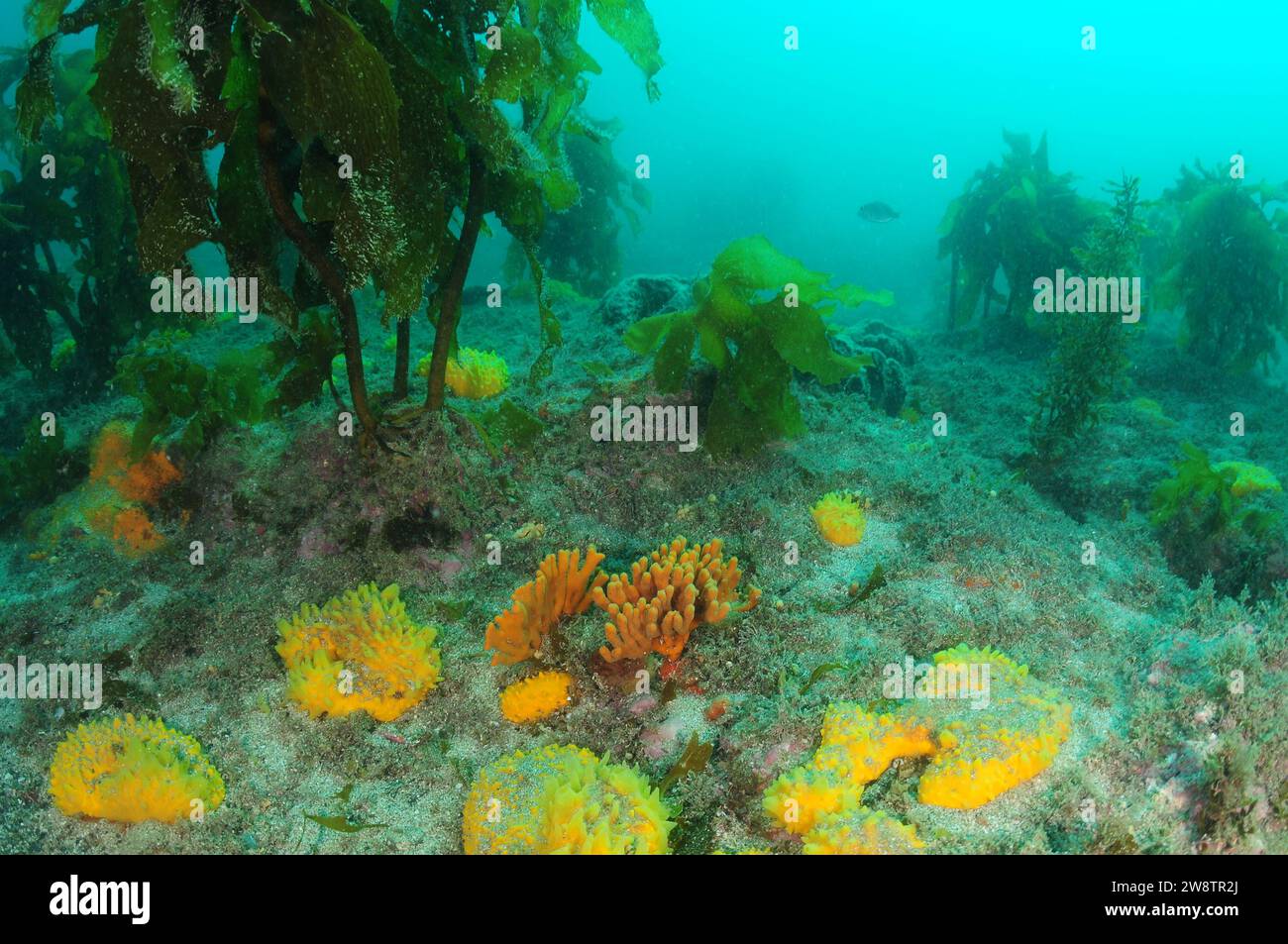 Colorato giardino di spugne tra alghe marroni Ecklonia radiata su fondo roccioso piatto ricoperto di sabbia grossolana. Località: Leigh nuova Zelanda Foto Stock