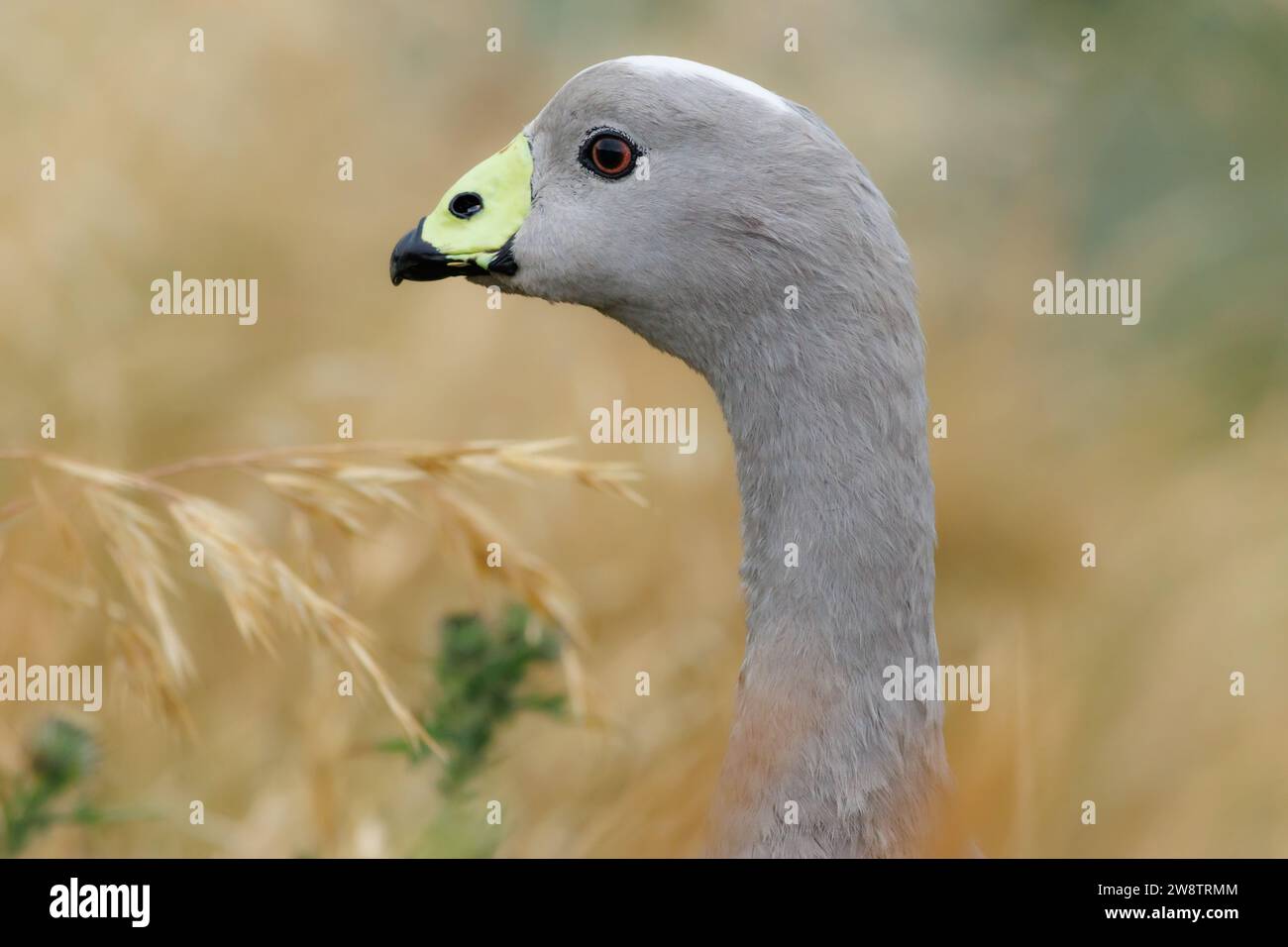 Cape Barren Goose (Cereopsis novaehollandiae). Phillip Island, Victoria, Australia Foto Stock