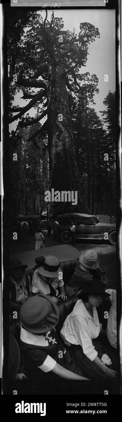 Yosemite, sequoia "Grizzly Giant" Foto Stock