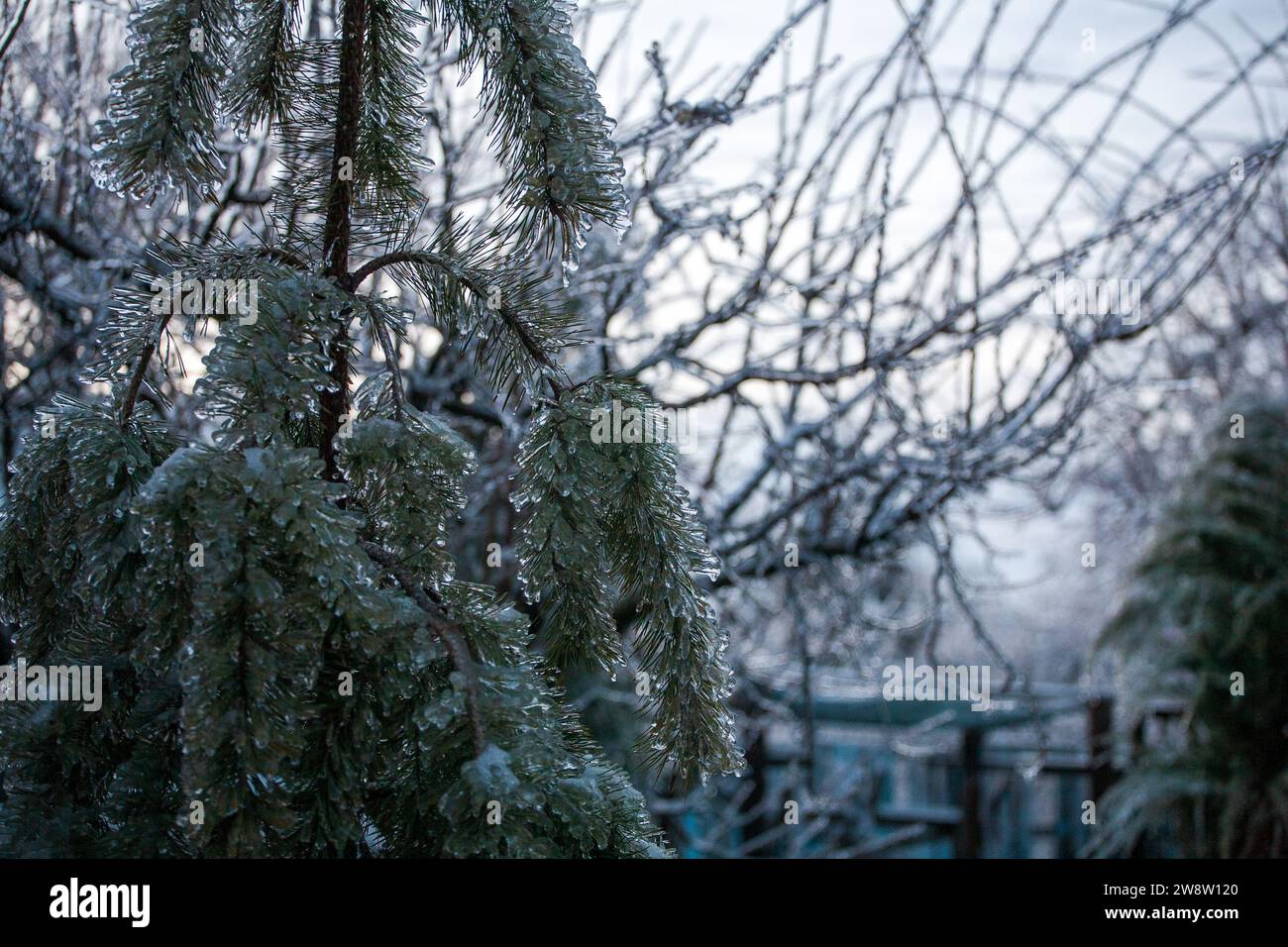 Glassa nel mondo delle diramazioni con lunghi aghi verdi ricoperti da un sottile strato di ghiaccio in una giornata invernale. Foto Stock