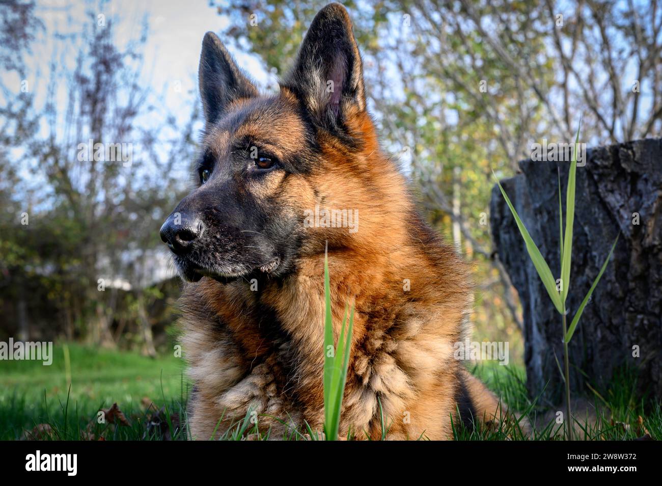 Cane pastore tedesco seduto in posizione eretta, le orecchie pungevano, serio, fissando lo sfondo dietro lo spettatore, a sinistra della foto in guardia, allerta. Foto Stock