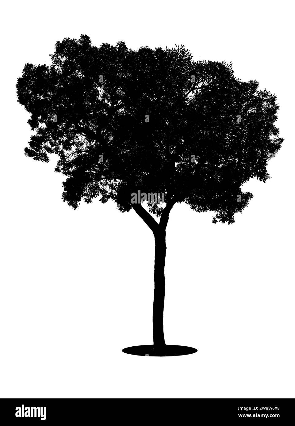 Una grande silhouette ad albero isolata su sfondo bianco, Salva tracciato di ritaglio. Foto Stock