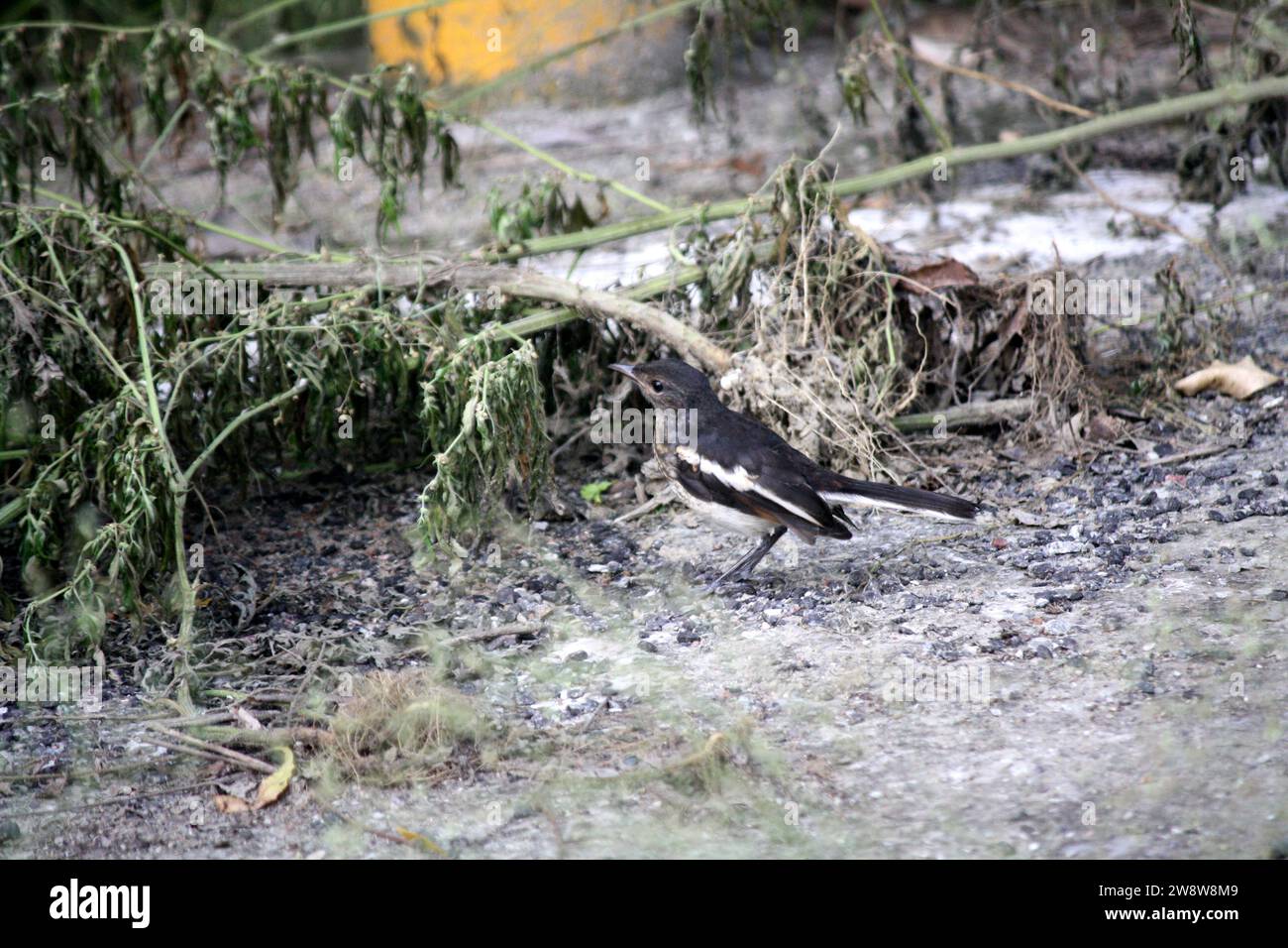 Femmina Oriental Magpie Robin (Copsychus saularis) in cerca di cibo : (pix Sanjiv Shukla) Foto Stock