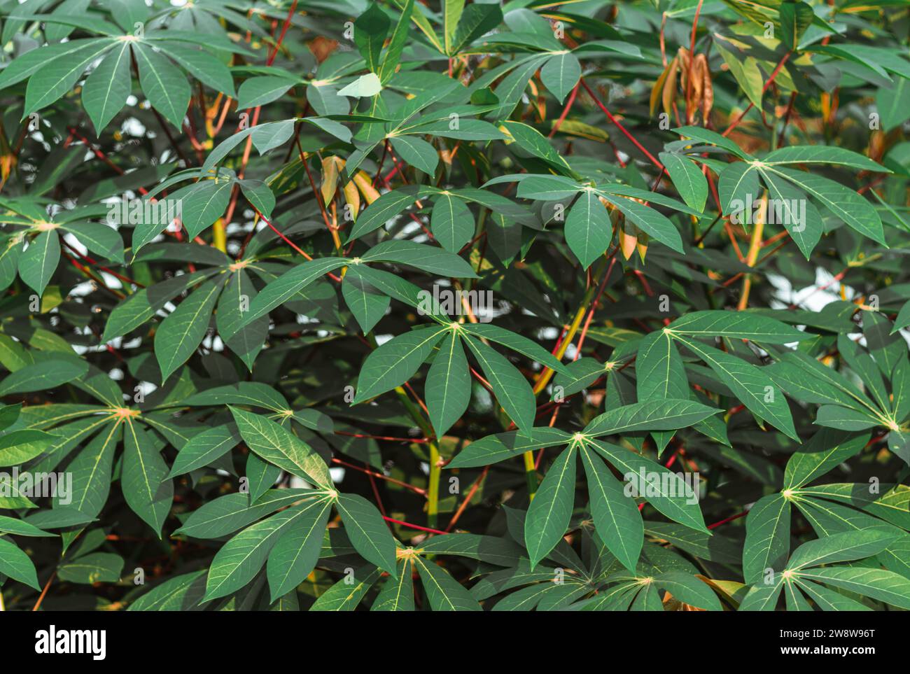 Cassava nel campo. La manioca è una coltura alimentare tropicale e la coltura più adatta quando il clima cambia Foto Stock