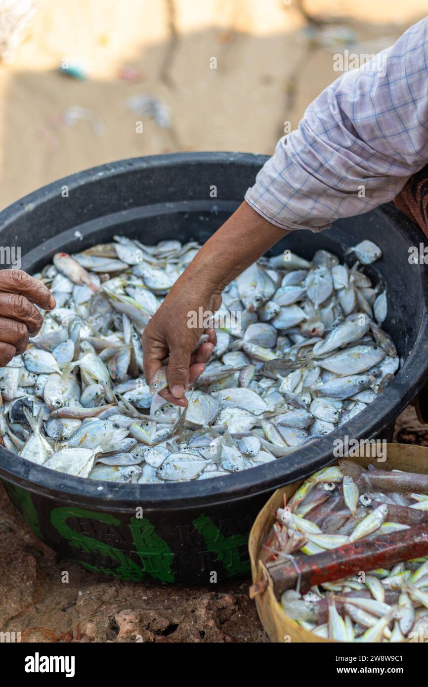 Le pile di pesce fresco pescato dai pescatori locali vengono smistate per la vendita al mercato locale Foto Stock