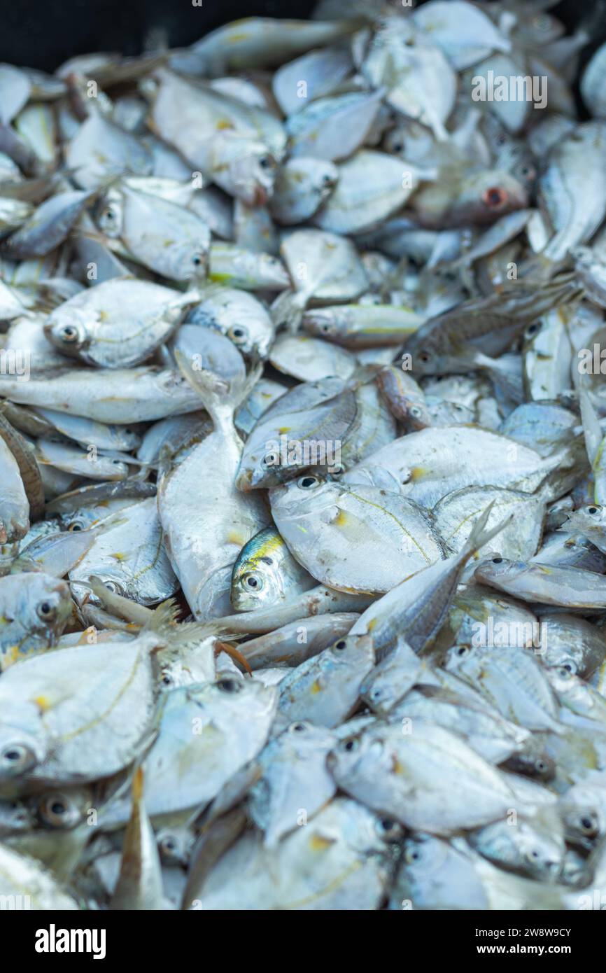 Pile di pesce fresco pescato dai pescatori al mattino e venduto al mercato locale sulla spiaggia Foto Stock