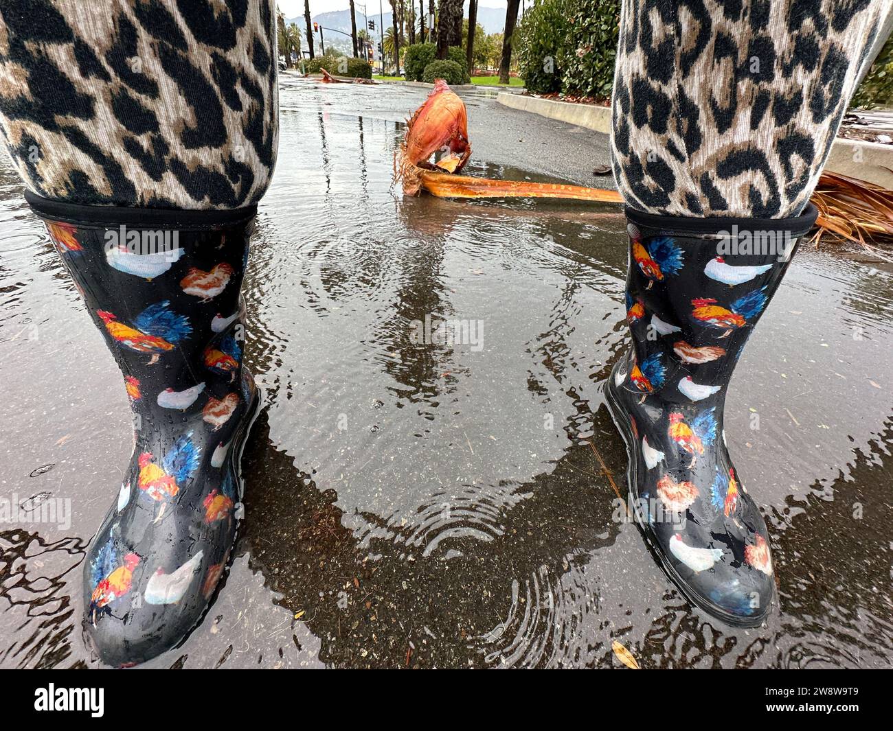 Santa Barbara, California, USA. 21 dicembre 2023. Una persona che indossa stivali da pioggia a tema pollo e pantaloni elasticizzati a forma di ghepardo cammina per strada in una giornata piovosa di solstizio d'inverno a Santa Barbara. (Immagine di credito: © Amy Katz/ZUMA Press Wire) SOLO USO EDITORIALE! Non per USO commerciale! Foto Stock