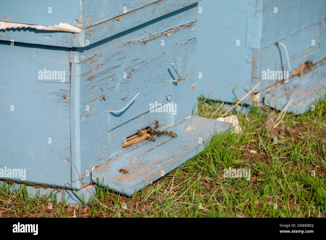 Le api che entrano e escono da Un alveare tradizionale Foto Stock