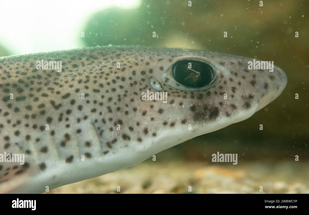 Carcharias taurus, piccolo squalo in un acquario, fuoco selettivo Foto Stock