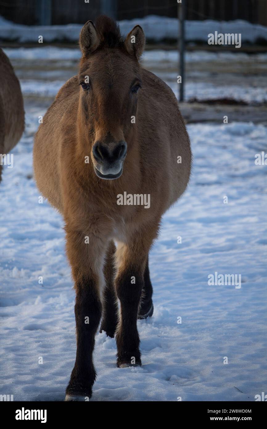 Przewalski Horse o Dzungarian Horse allo zoo. Il cavallo Przewalski è una rara sottospecie di cavallo selvatico in via di estinzione. Foto Stock