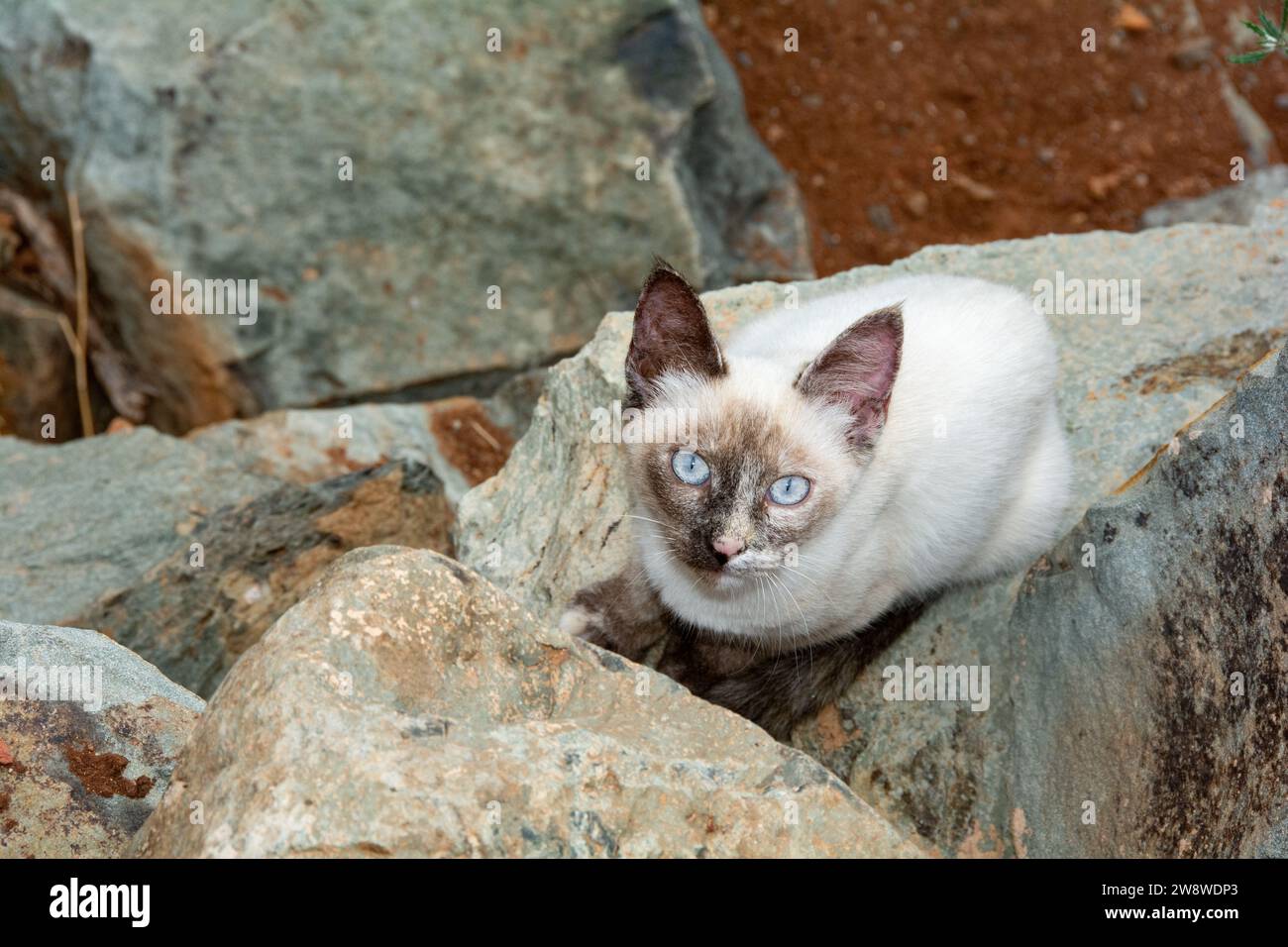 Un gatto da strada bianco con un volto scuro e occhi blu si trova sulle pietre dell'isola di Gran Canaria in Spagna Foto Stock