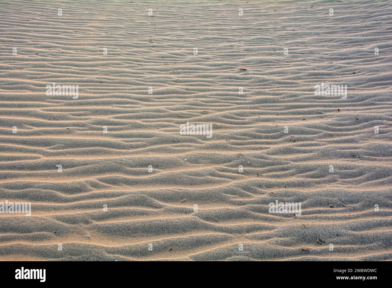 Sabbia ondulata su una duna, full frame Foto Stock