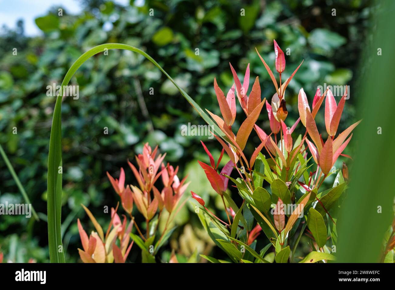 Piante rosse in mezzo al Green Foliage Foto Stock