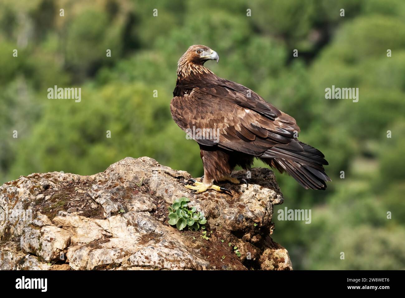 L'aquila reale femminile (Aquila chrysaetos) perchen in alto su una roccia con uno sfondo verde di foresta. Sierra Morena, Cordova, Andalusia, Spagna. Foto Stock