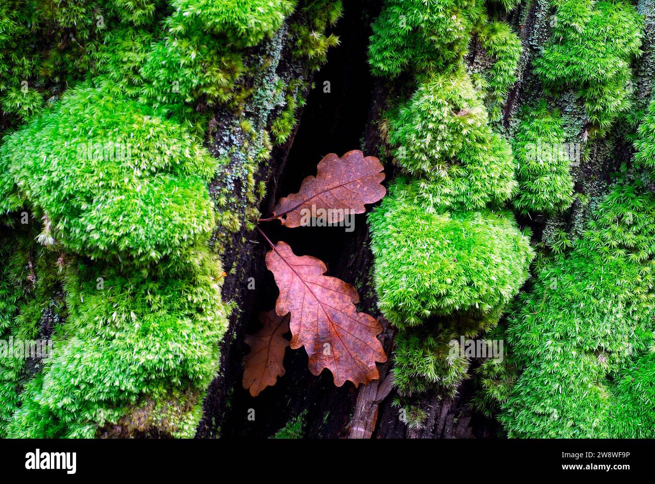 Muschi e foglie di quercia su un vecchio tronco di albero. Foto Stock