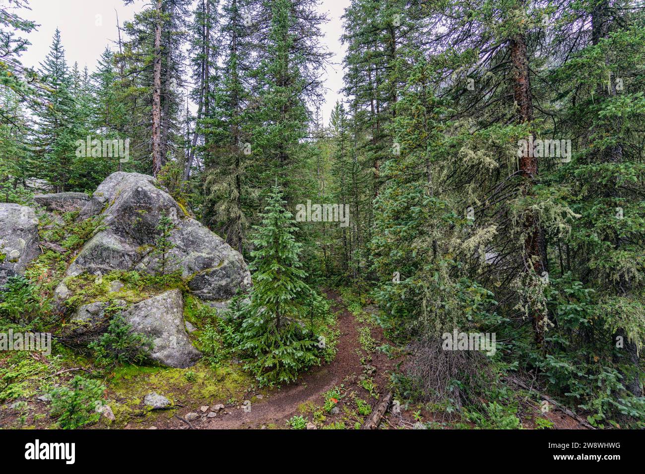 Paesaggio forestale nella Holy Cross Wilderness, Colorado Foto Stock