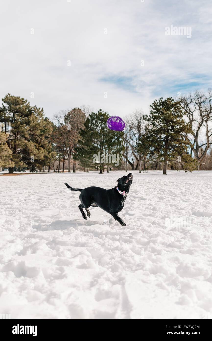 Un cane di salvataggio di razza mista di fossa nero da laboratorio che gioca a frisbee nella neve Foto Stock