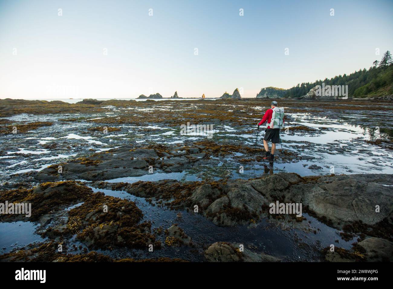 Vista posteriore della costa escursionistica dell'Olympic National Park Foto Stock