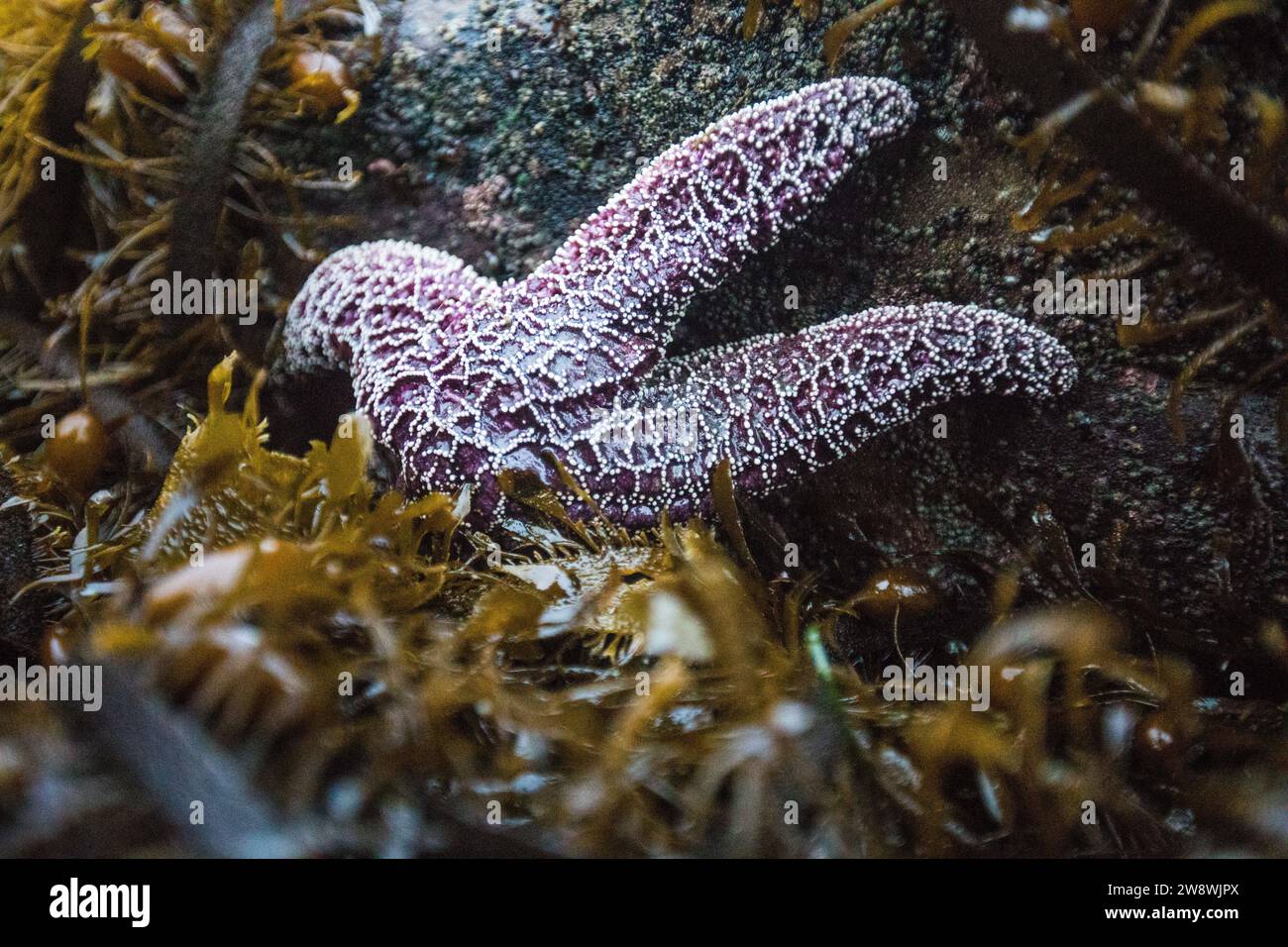 Purple Sea Star, Pisaster ochraceus, nel Parco Nazionale Olimpico Foto Stock