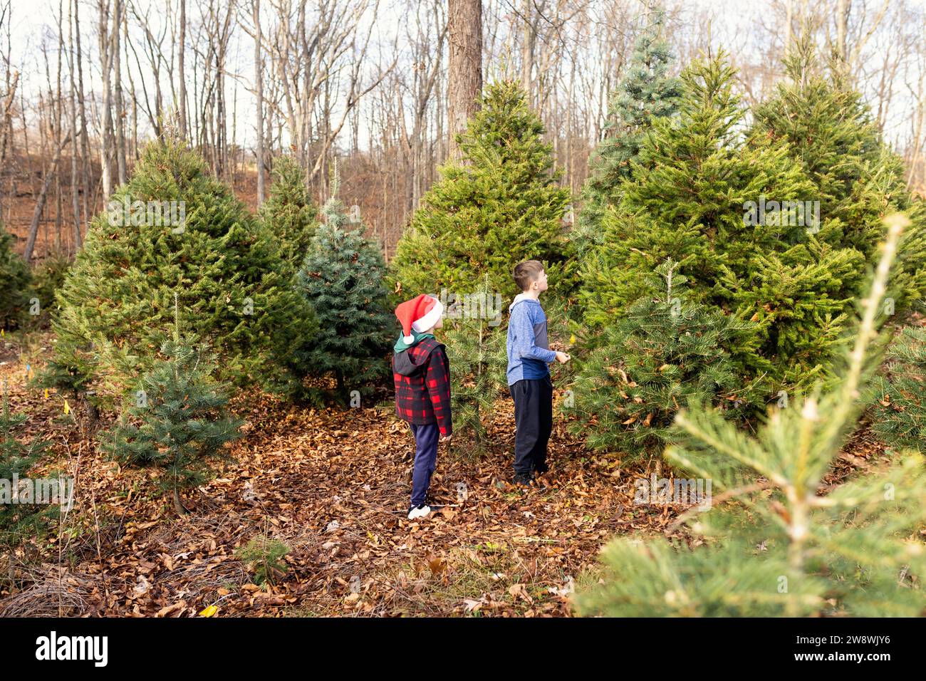 Due ragazzi alla ricerca dell'albero di natale della famiglia Foto Stock