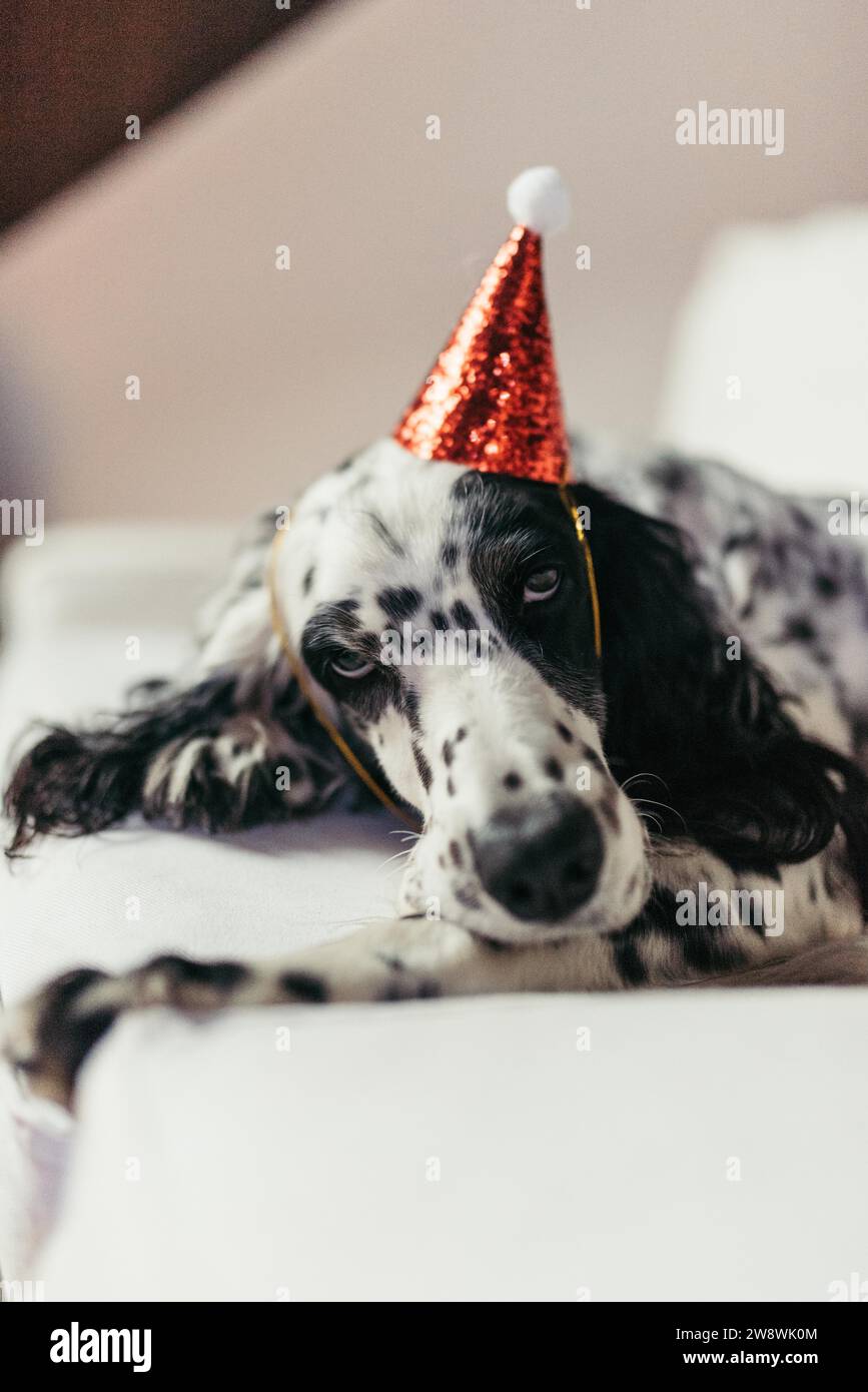 Cane che indossa un cappello scintillante natalizio Foto Stock