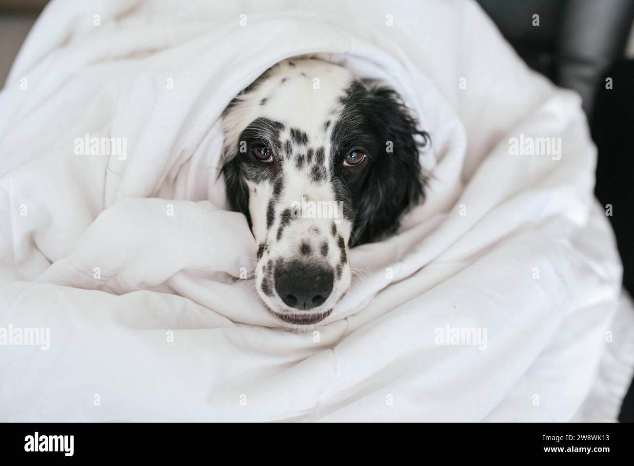 Cane avvolto in una coperta bianca Foto Stock