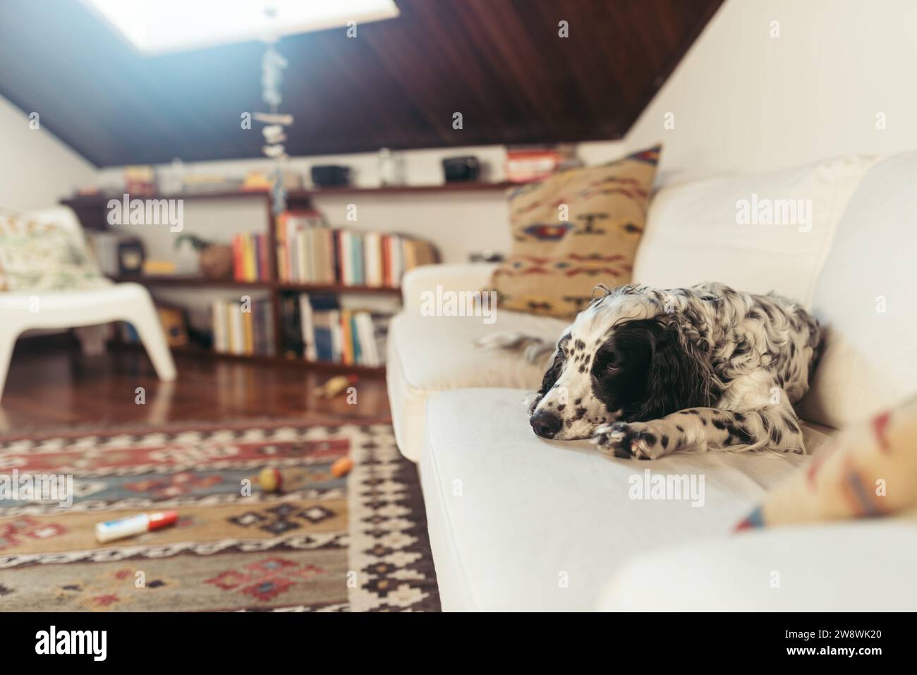 Setter Dog inglese che dorme sul divano Foto Stock