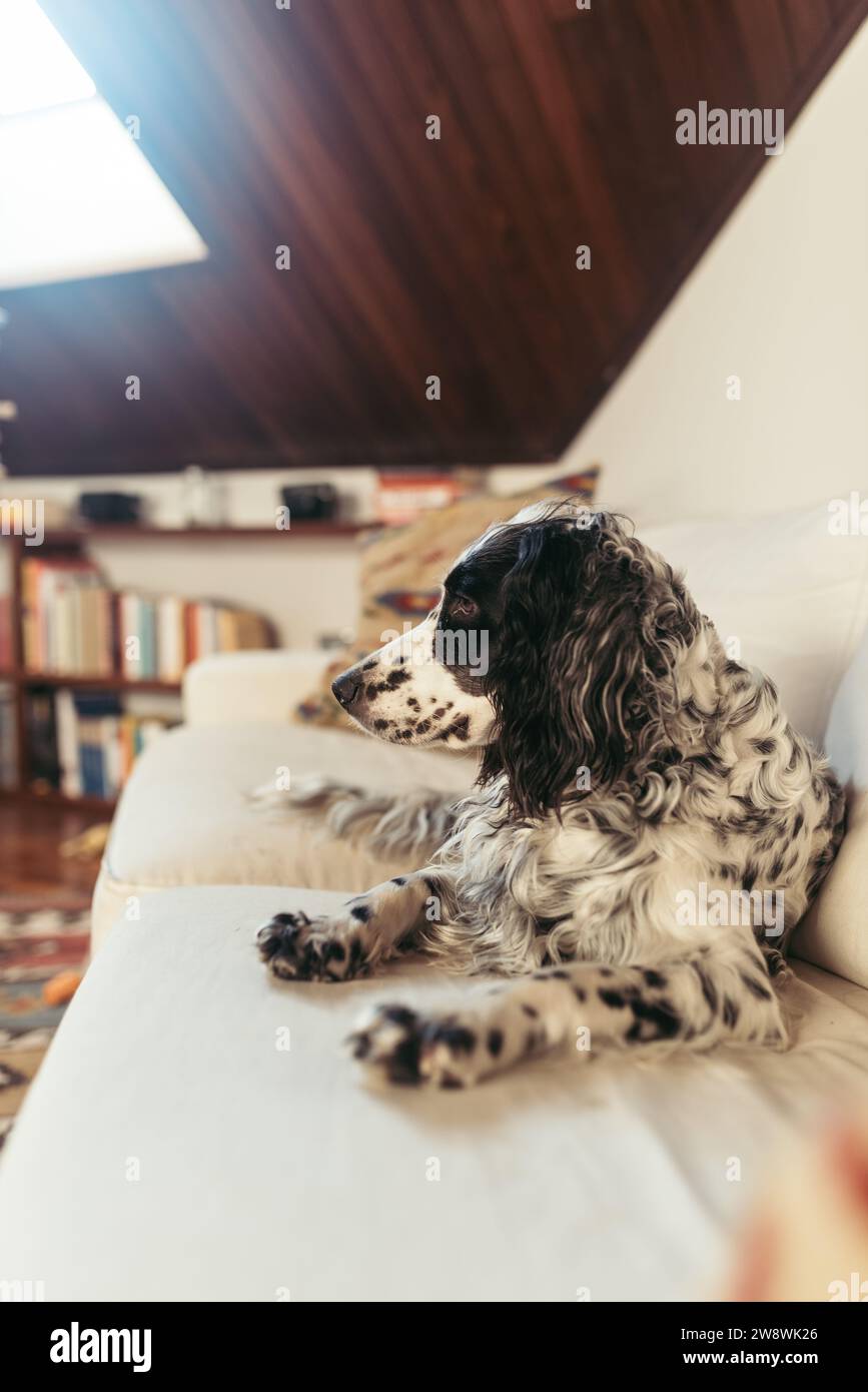 Cane Setter inglese seduto su un divano Foto Stock