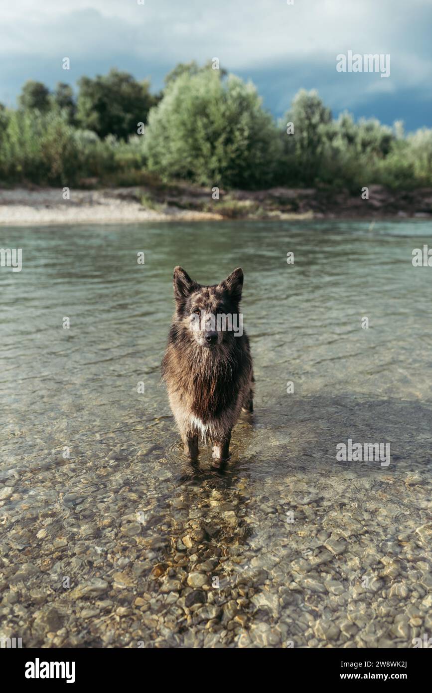 Shepherd Dog in piedi con le zampe nell'acqua Foto Stock