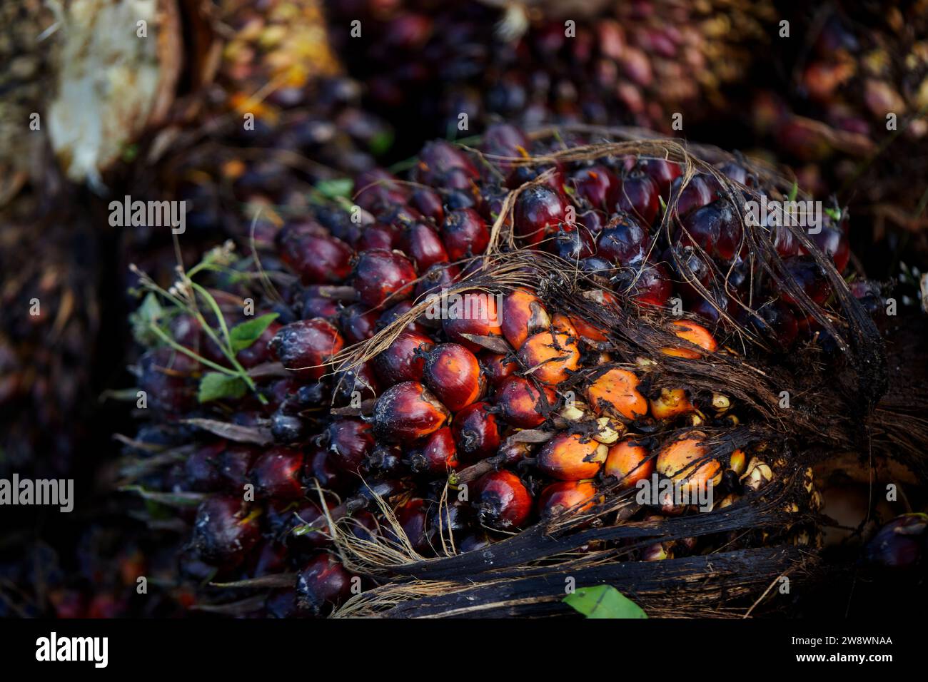 Mazzo di semi di olio di palma maturo Foto Stock