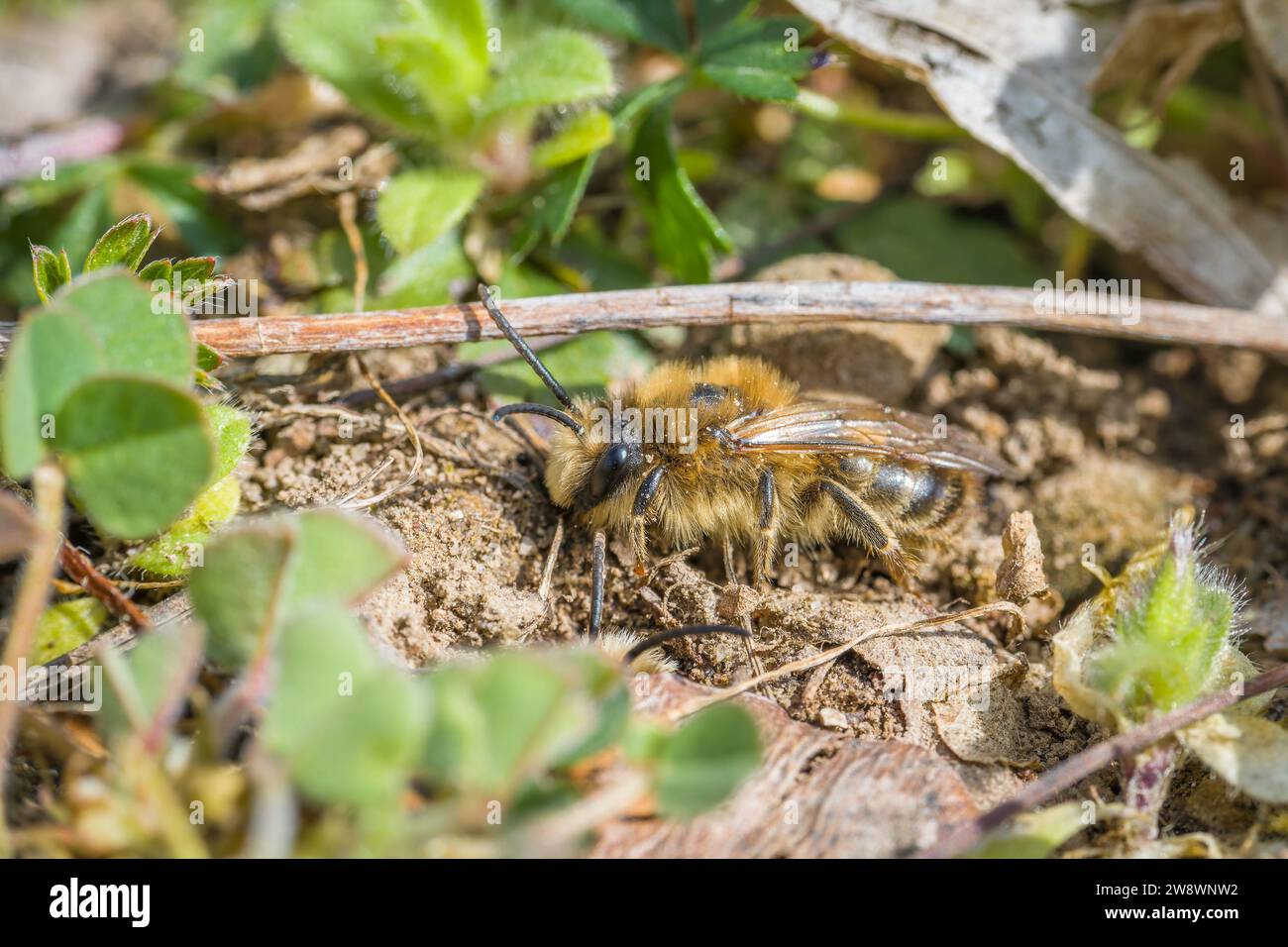 Le api della terra femmine e maschi sulla terra durante la riproduzione e il gioco d'amore, Germania Foto Stock