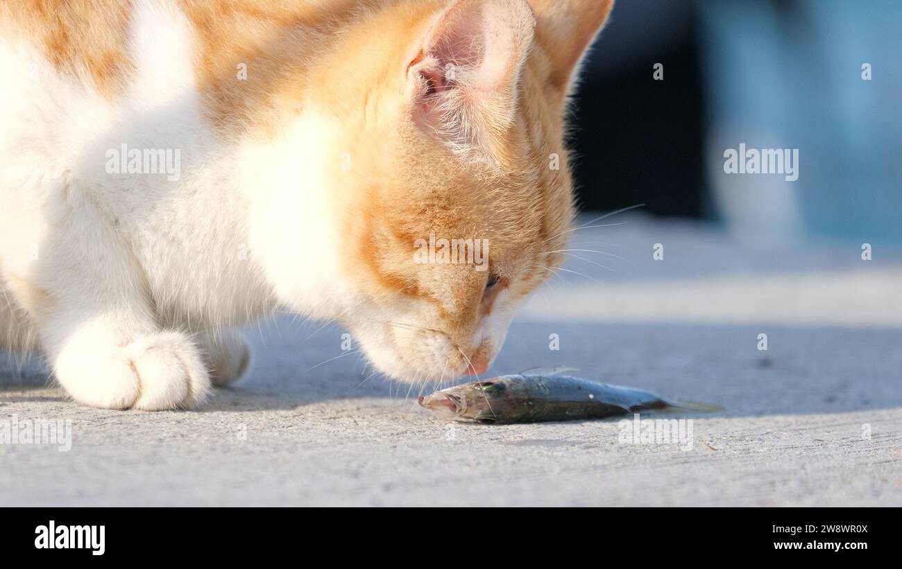 Il gatto giallo sta mangiando un pesce a terra. Al livello del suolo di gatto e pesce. Foto Stock