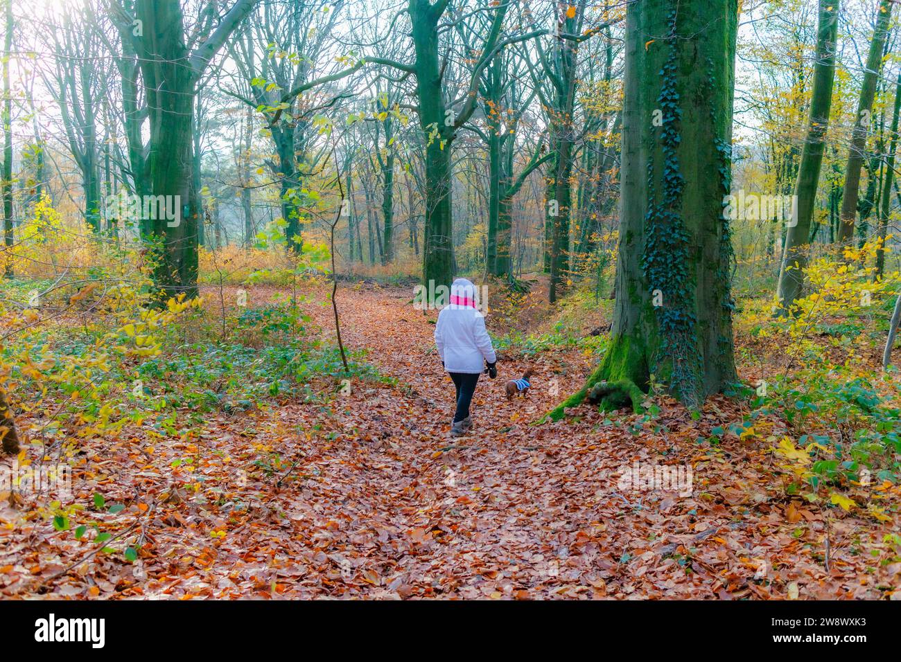 Paesaggio autunnale con sentiero tra vegetazione selvaggia con la donna con il suo cane, sfondo nebbioso, colori giallo oro e arancio, riserva naturale olandese Gelee Foto Stock