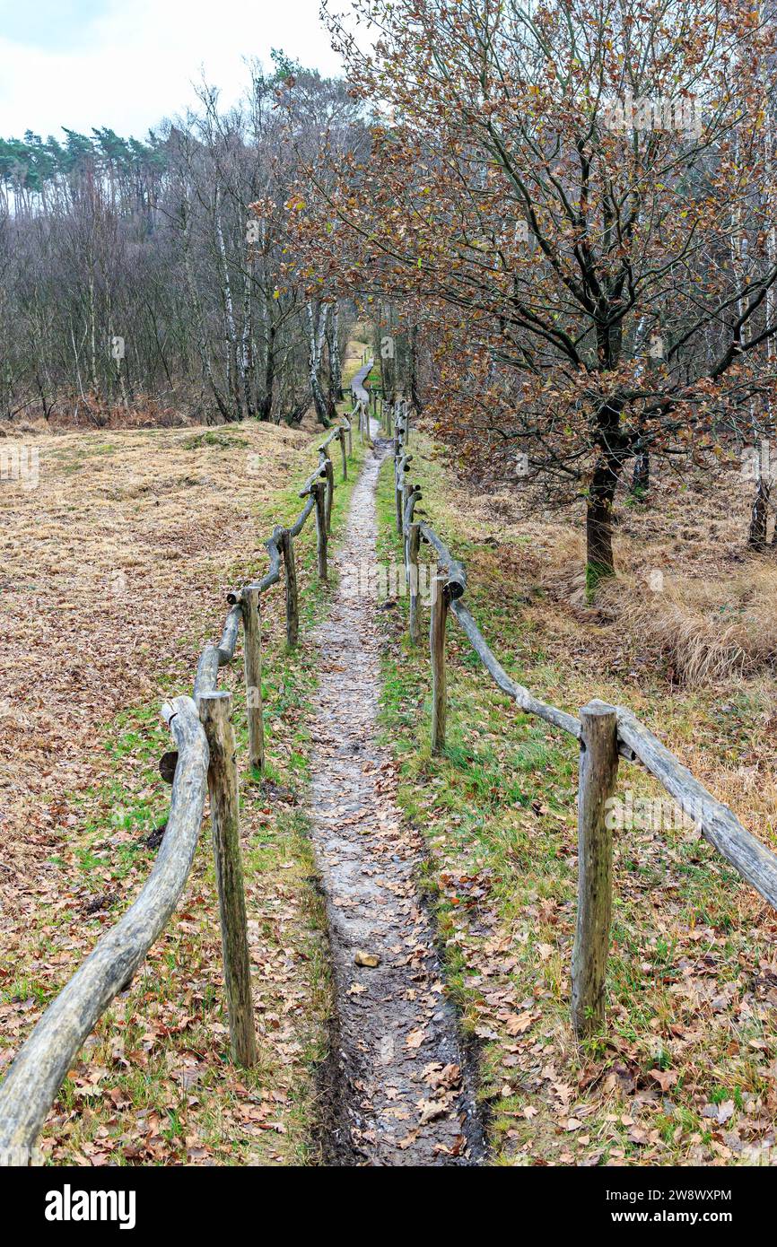 Lungo e stretto sentiero pedonale tra recinzioni in legno su terreno fangoso, alberi nudi sullo sfondo, fredda e nebbiosa giornata autunnale nel parco nazionale di Hoge Kempen, Liet Foto Stock