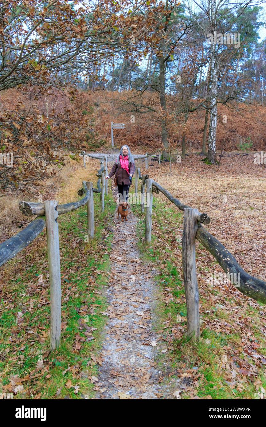 Stretto sentiero tra recinzioni con donna matura che cammina con il suo cane, collina e alberi nudi in sottofondo, fredda giornata autunnale nel parco nazionale Hoge Kempen, li Foto Stock