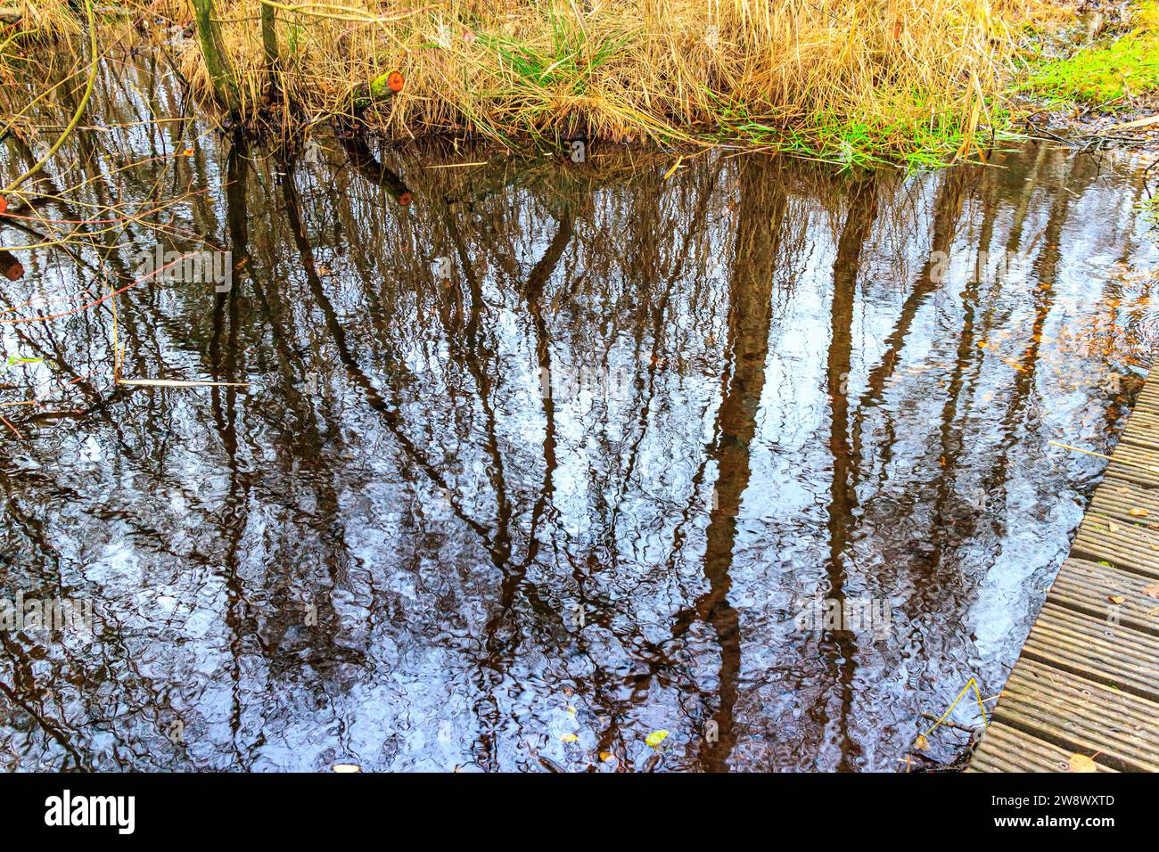 Alberi nudi riflessi sulla superficie dell'acqua nel ruscello, erba selvatica sullo sfondo, giorno autunnale nel parco nazionale di Hoge Kempen, Lieteberg Zutendaal Limburg, Belgi Foto Stock