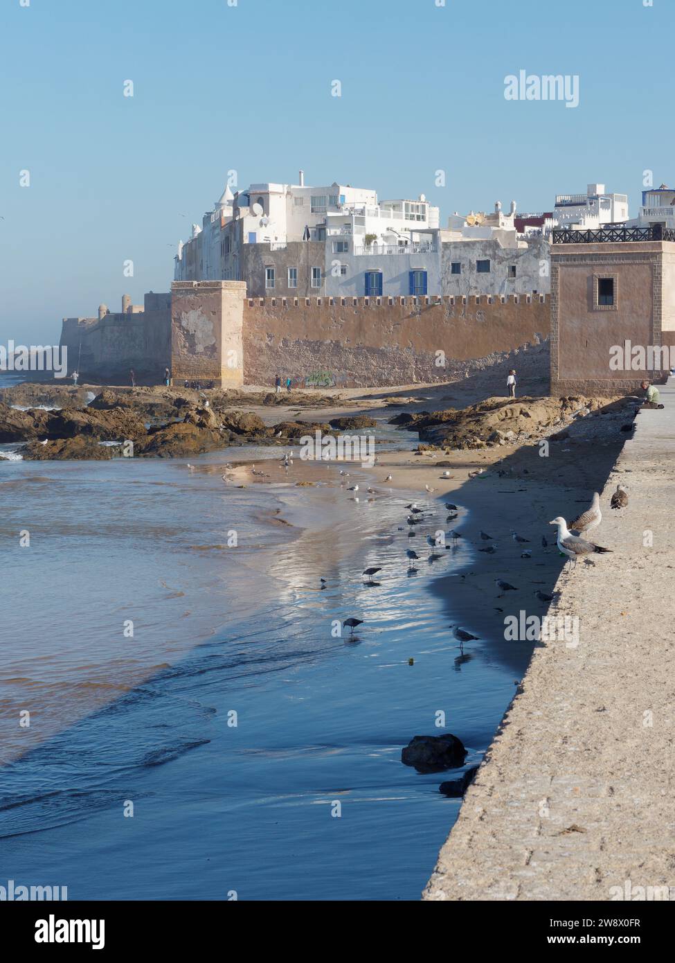 Uccelli su una spiaggia rocciosa bagnata con la medina e le mura cittadine in vista, Essaouira, Marocco. 22 dicembre 2023 Foto Stock